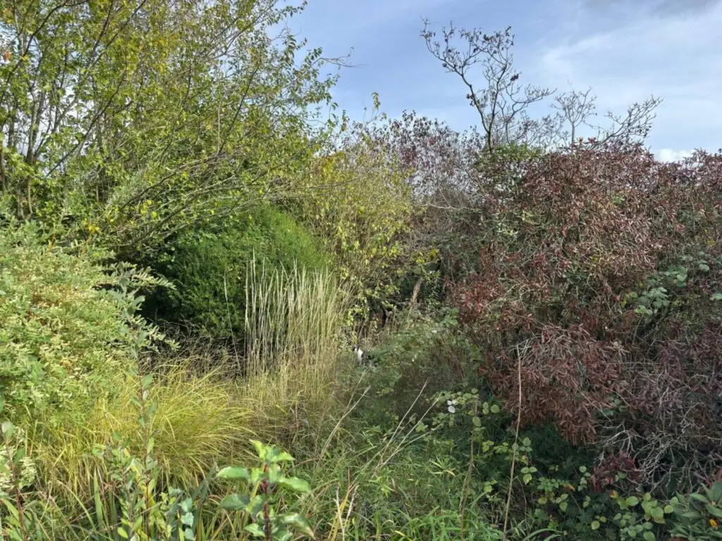 Platz für Gartengestaltung